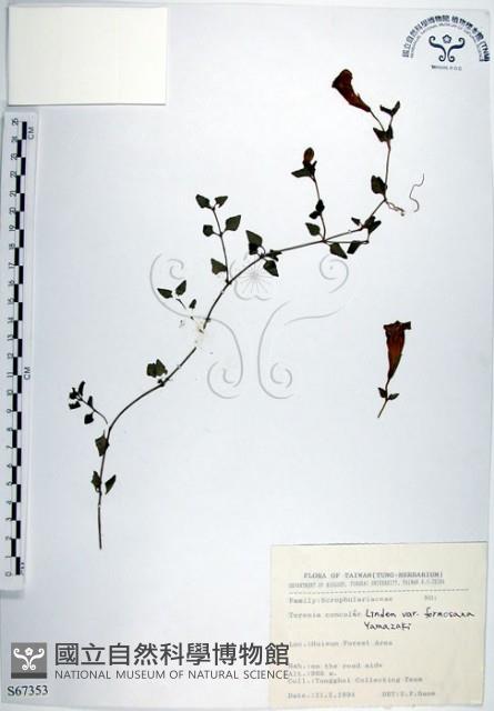 倒地蜈蚣、四角銅鑼藏品圖，第1張