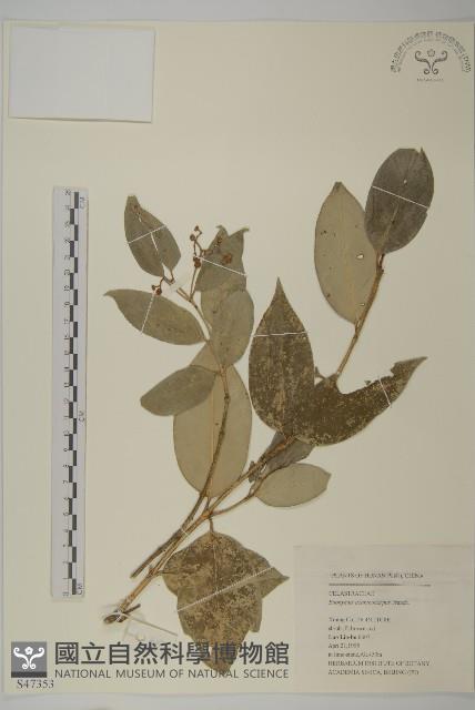 刺果衛矛藏品圖，第1張