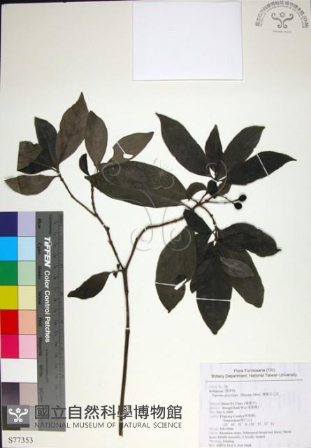 薄葉玉心花藏品圖，第1張