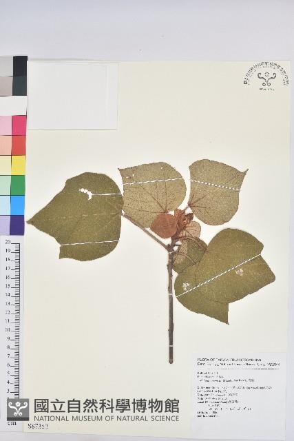 野桐藏品圖，第1張