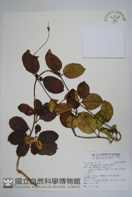 爬森藤藏品圖，第1張