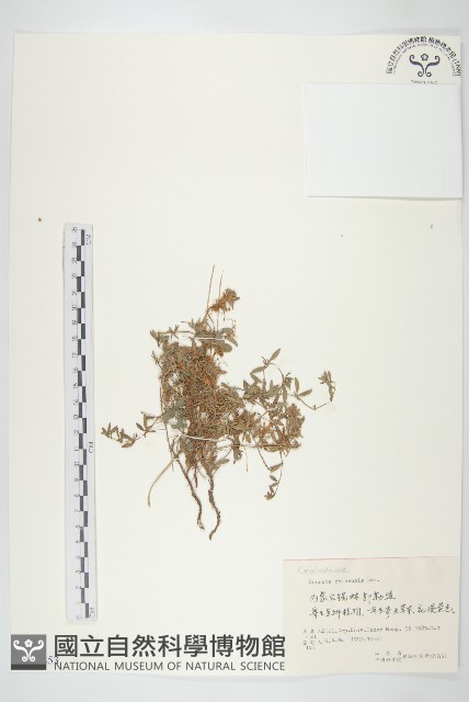 中國菟絲子藏品圖，第1張