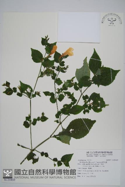 曲莖馬藍藏品圖，第1張