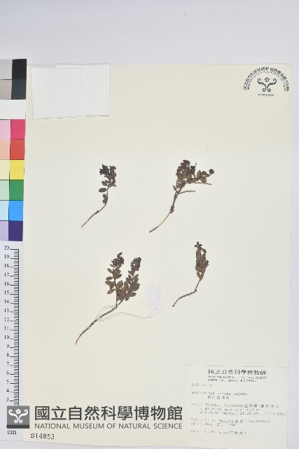 高山白珠樹藏品圖，第1張