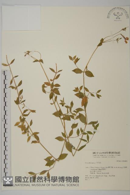 登錄號:S034853藏品圖，第1張