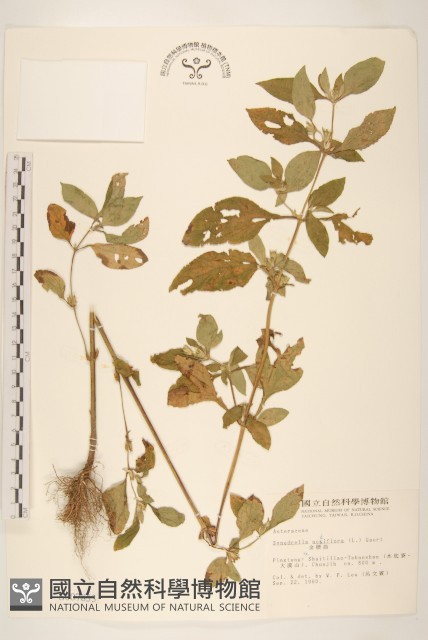 金腰箭藏品圖，第1張