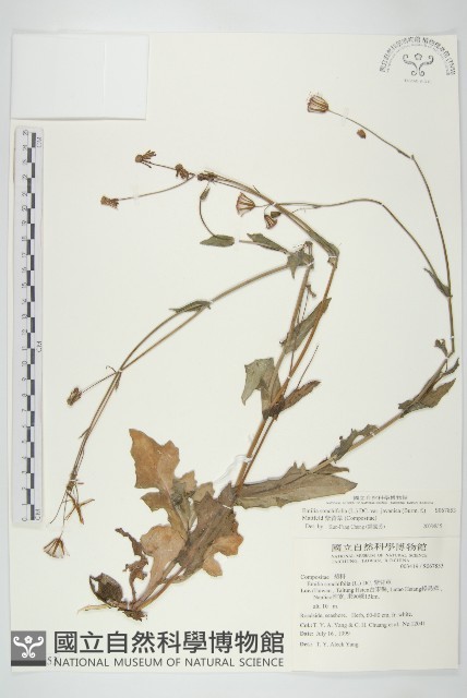 紫背草藏品圖，第1張