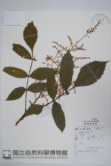 鹽膚木藏品圖，第1張