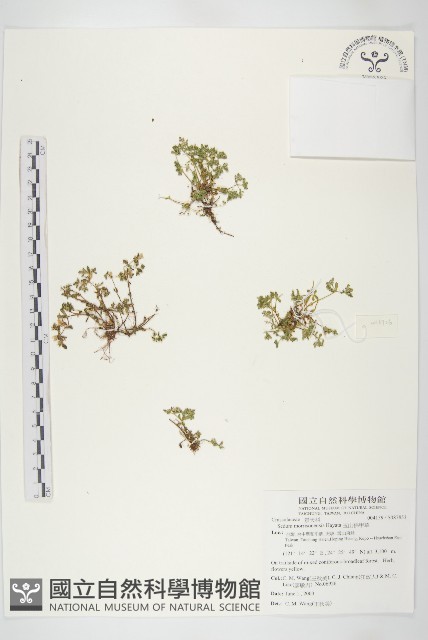 玉山佛甲草藏品圖，第1張