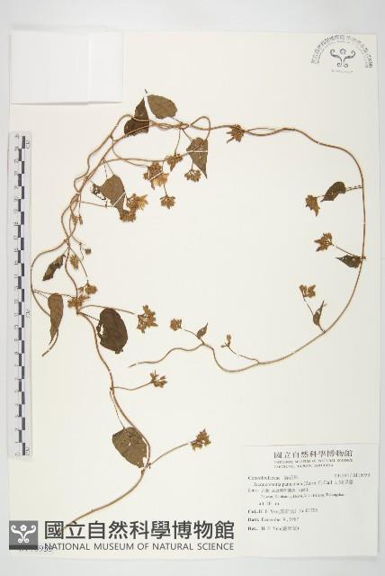 娥房藤藏品圖，第1張