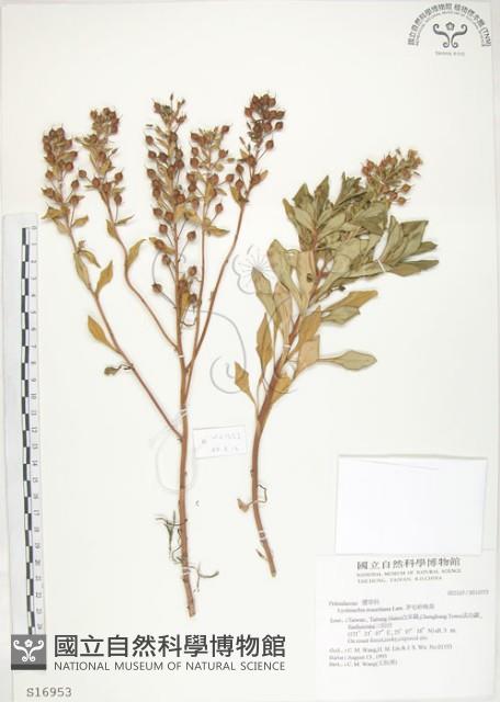 茅毛珍珠菜藏品圖，第1張