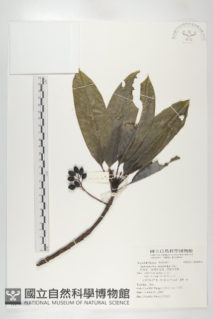 交讓木、臺灣虎皮楠、膜葉虎皮楠藏品圖，第1張
