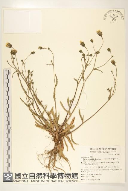 玉山毛蓮菜藏品圖，第1張