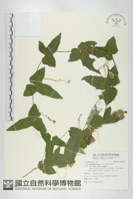 茅瓜藏品圖，第1張