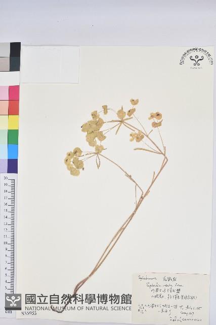 乳漿大戟藏品圖，第1張