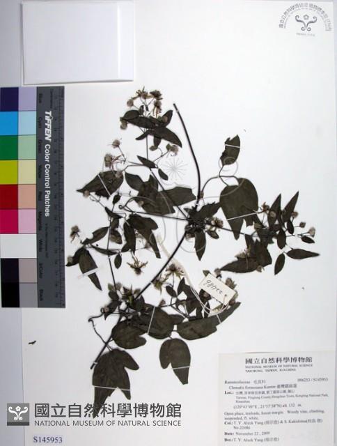 臺灣鐵線蓮藏品圖，第1張