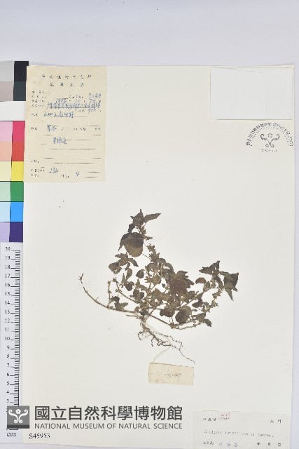 短序鐵莧菜藏品圖，第1張