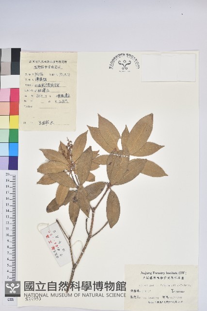 馬醉木藏品圖，第1張