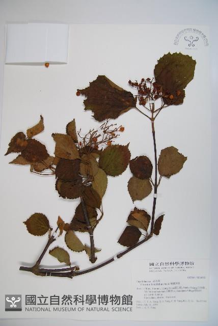 樺葉莢迷、玉山莢迷藏品圖，第1張