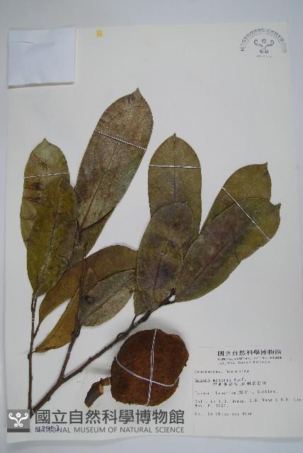 巴西番荔枝藏品圖，第1張