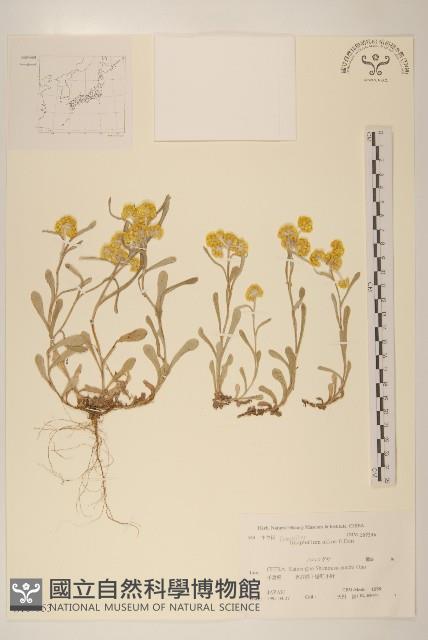 鼠麴草藏品圖，第1張