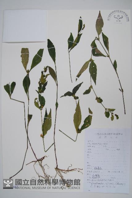 杜根藤藏品圖，第1張