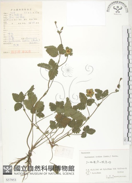 蛇莓、地莓、龍吐珠藏品圖，第1張