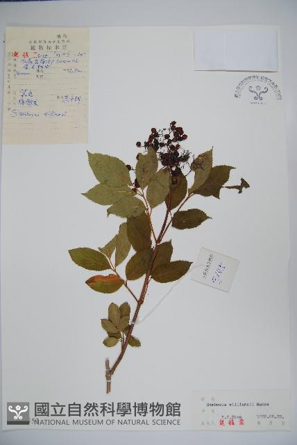 接骨木，木蒴藋藏品圖，第1張