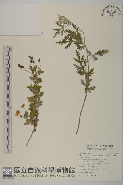 阿里山油菊藏品圖，第1張