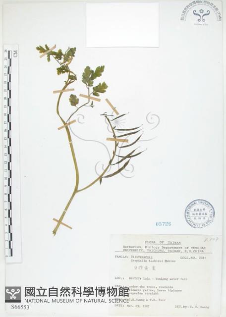 臺灣黃菫藏品圖，第1張