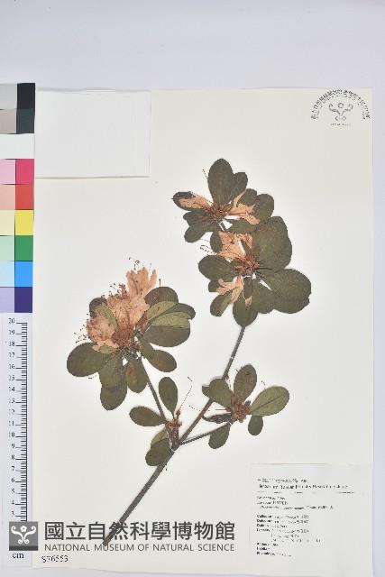 Nan-au Azalea Collection Image