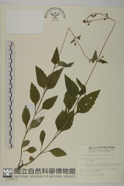 下田菊藏品圖，第1張