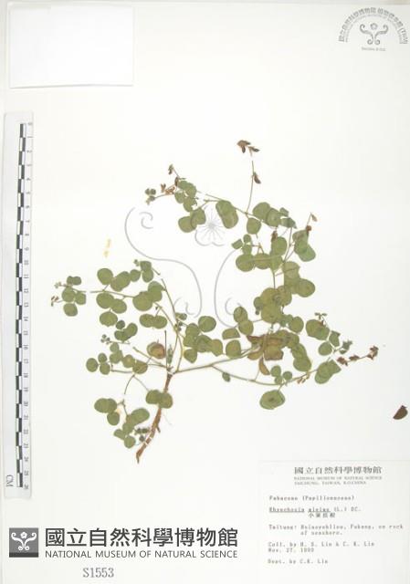 小葉括根藏品圖，第1張