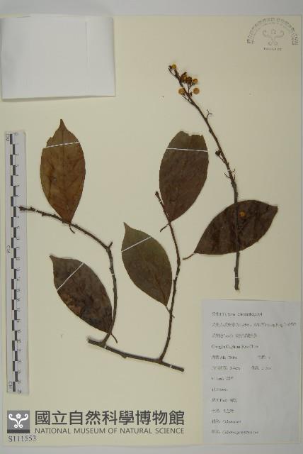 哥蘭葉藏品圖，第1張