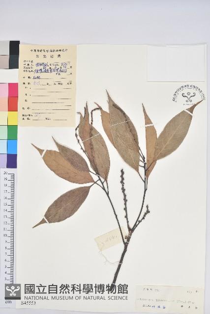 橿葉柯藏品圖，第1張