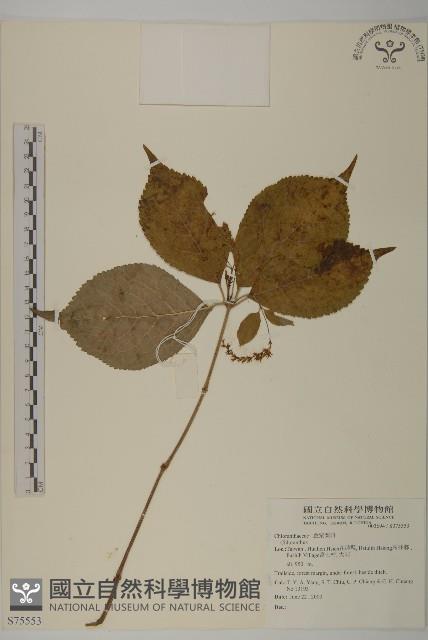 寬葉金粟蘭藏品圖，第1張