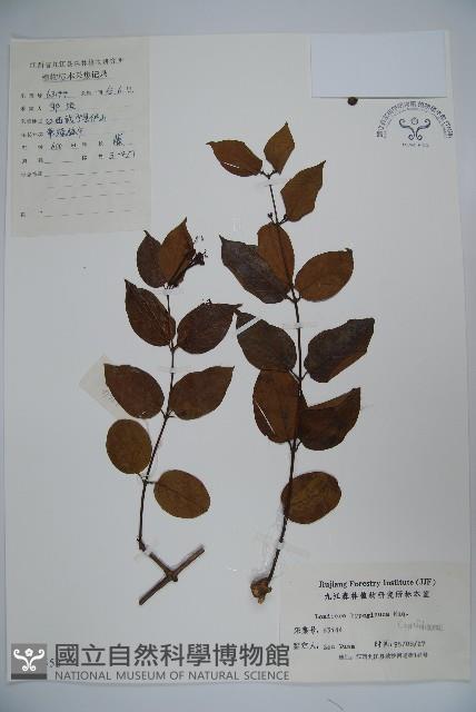 裡白忍冬、紅腺忍冬藏品圖，第1張