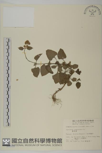 霍香薊藏品圖，第1張