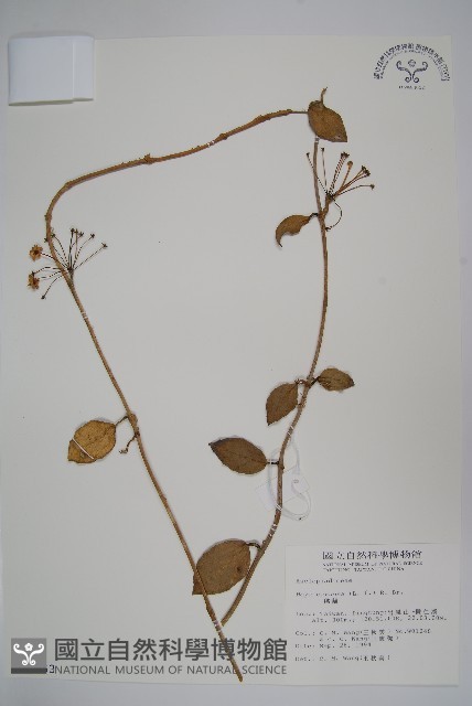 毬蘭藏品圖，第1張