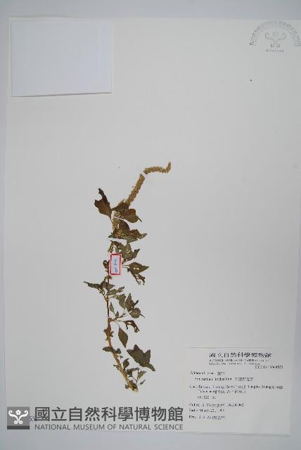 凹葉野莧菜藏品圖，第1張