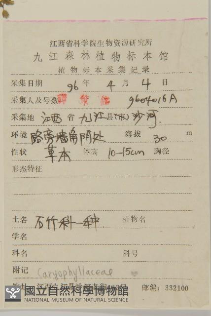 繁縷藏品圖，第1張