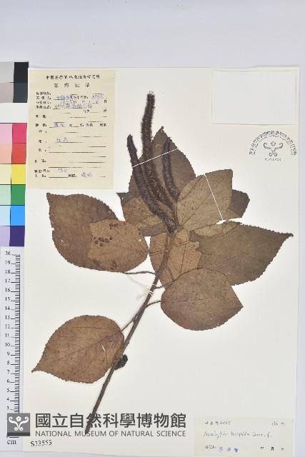 紅花鐵莧、長穗鐵莧藏品圖，第1張