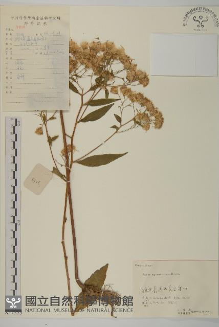 山白蘭藏品圖，第1張