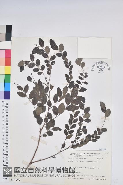 臺灣山漆莖藏品圖，第1張