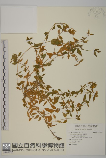 狗筋蔓藏品圖，第1張