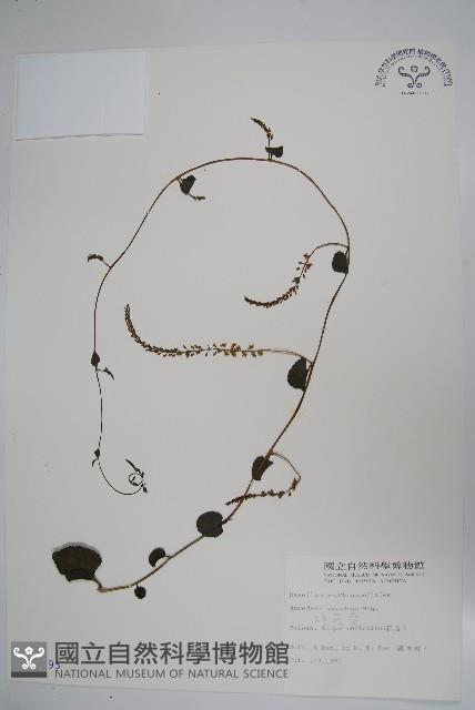 洋落葵藏品圖，第1張