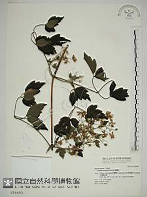 串鼻龍藏品圖，第1張