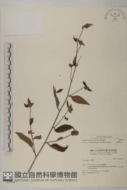 黃金珠藏品圖，第1張