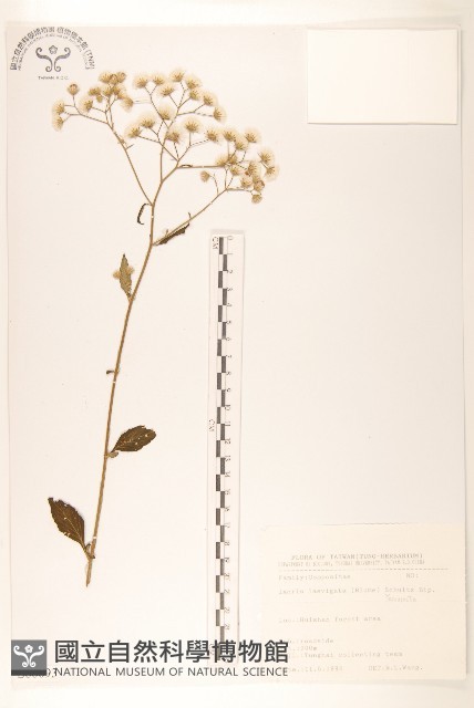 平滑苦賈菜藏品圖，第1張