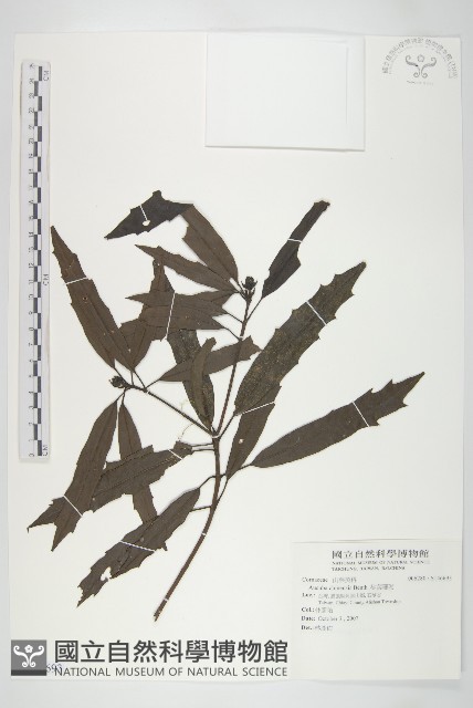 桃葉珊瑚藏品圖，第1張